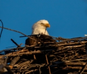 2023 02 11 RedwingEagles 030